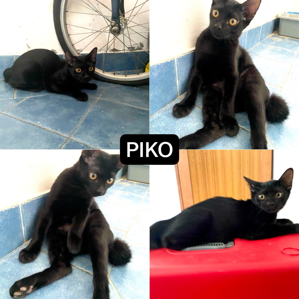 Yoontaestigma's tweet photo. [OPEN ADOPT]
📍Ciputat Timur, Tangsel
🐱Boba = Betina, 5 Bulan
🐱Piko = Jantan, 5 Bulan
📝Free (No Mahar), belum vaksin

DM aja ya yang minat mau adopt 🥰
#openadopt https://t.co/rH61o5Hu11