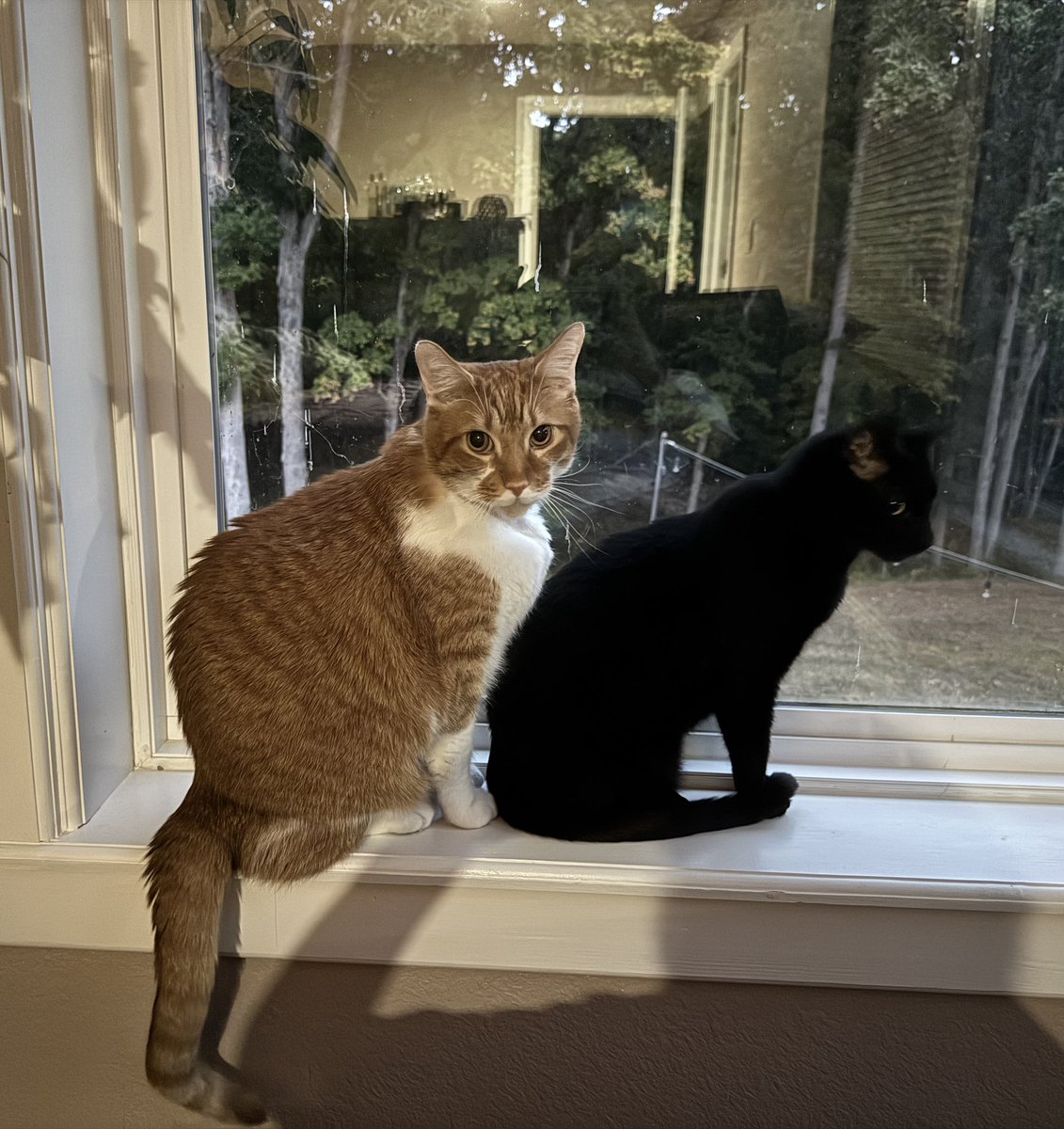 spiremoonn's tweet photo. Why are my cats lowkey hitting the Screw Bella https://t.co/EyjSrull4w