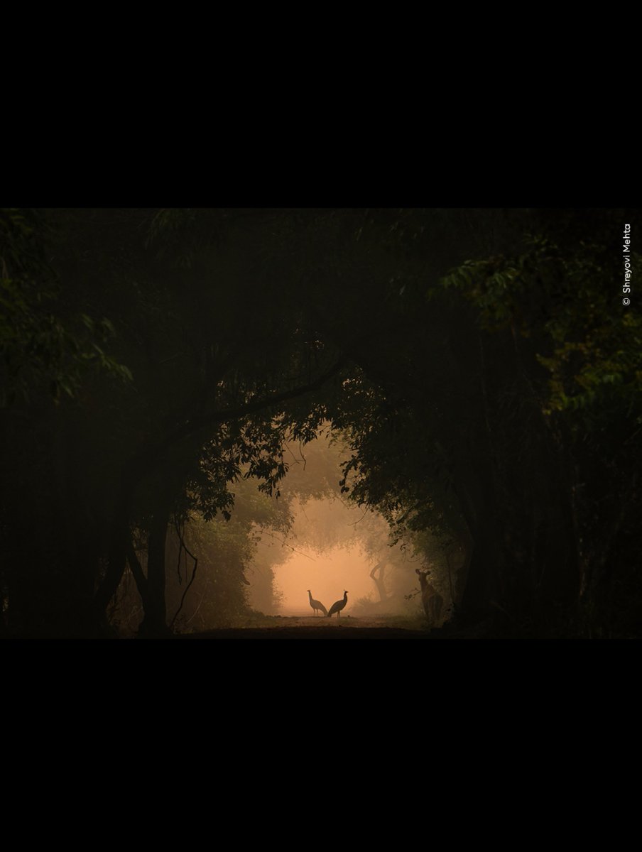 NatureStuns_'s tweet photo. A 9-year-old girl took this photo…
and it just won a major photography award.
Incredible eye for someone so young.
Would you believe a child captured this?
#Talent #photography https://t.co/7Kj0rZZYNf