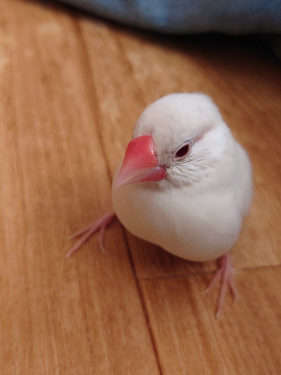 kotorifly's tweet photo. ほわっとしてて
かわいいメルちゃん
＃文鳥　＃メルちゃん
＃クリームイノ文鳥 https://t.co/VMWvya8l45