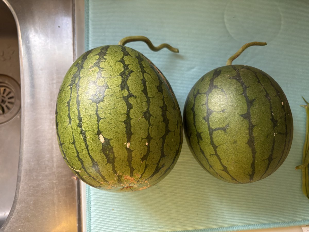 matduma's tweet photo. 小玉スイカ
思った以上に甘くて、皮際でも味が変わらず成功。 https://t.co/0GuZJQb8fa