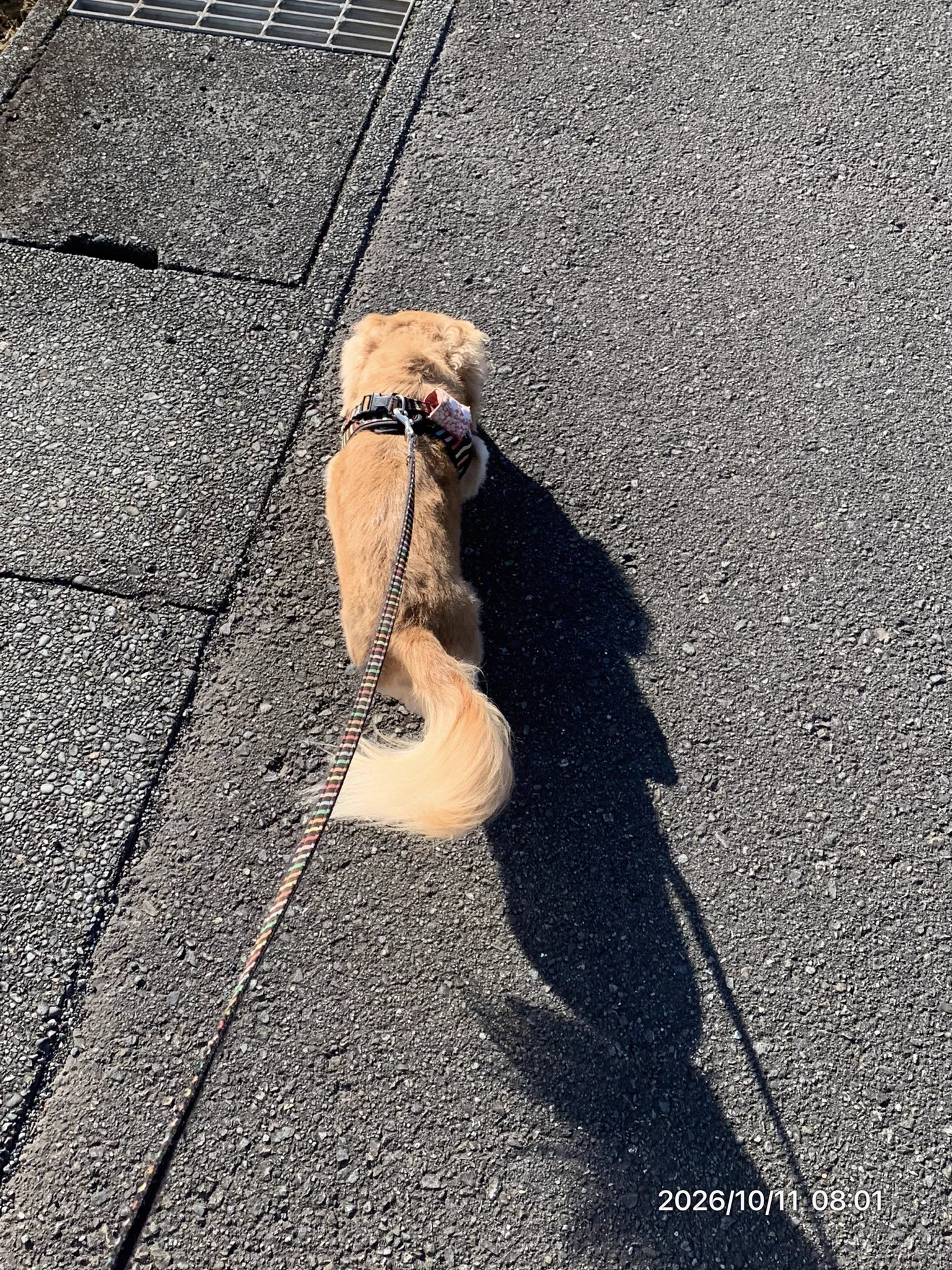 こむぎ🐶🌾 on X: 
