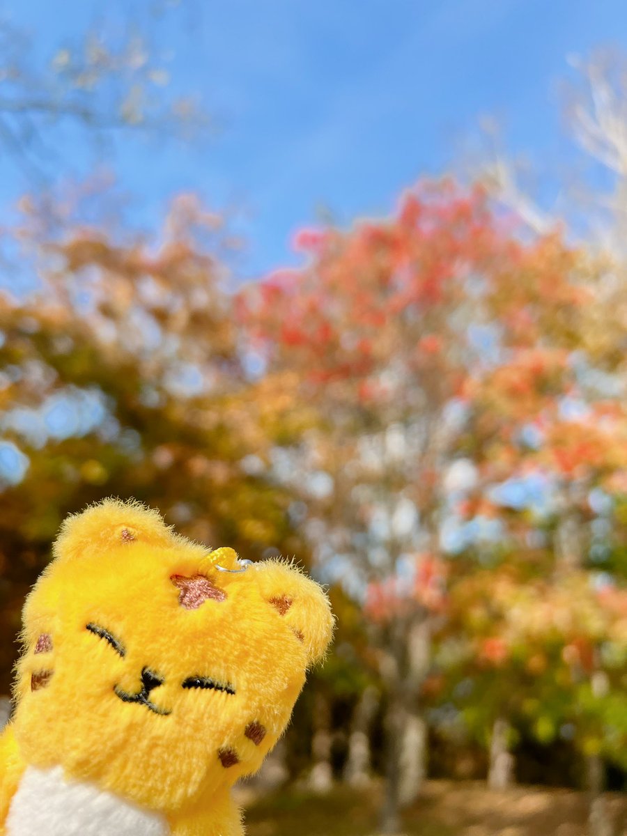 AtomosHikaru's tweet photo. おはよー！いい天気だよ！🍁 https://t.co/KMUD9JhgAW