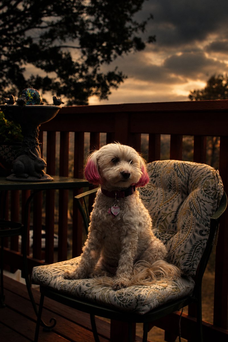 sandraRspalding's tweet photo. Meet the old gal, Piper. She is the sweetest. This was a lovely evening on the deck. The clouds started rolling in and we actually got a little rain.

#adobe #cinematicphotography #petlife https://t.co/BxNCAGF9fS