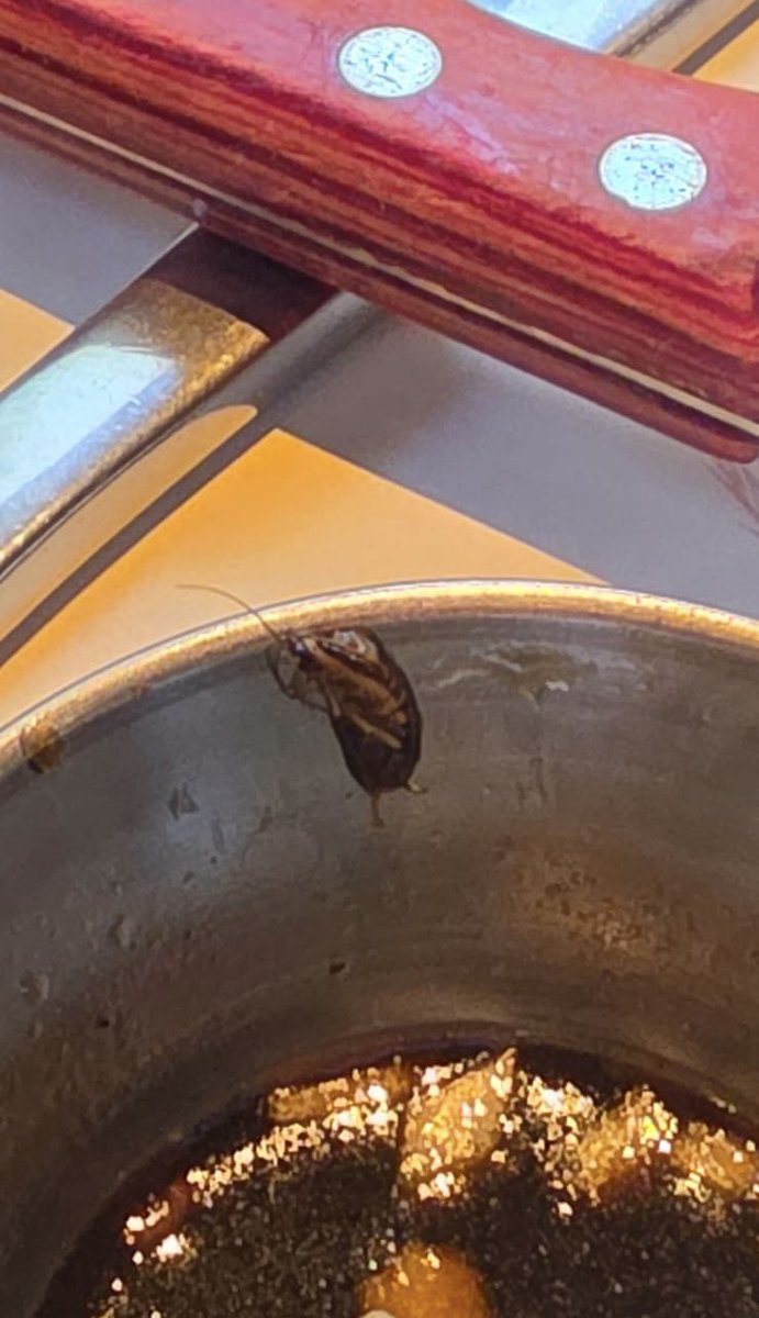 fernandatorn's tweet photo. Hoy, en Asadero Uno de Santa Fe, encontré una cucaracha dentro de MI COMIDA. Una situación inaceptable en un establecimiento de alimentos.

@AGSANITARIA @COFEPRIS ¿pueden realizar una verificación sanitaria y dar seguimiento a este reporte? https://t.co/8ujmxpYUVa