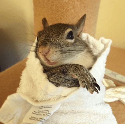 cheeetae's tweet photo. your daily hobi squirrel https://t.co/u6IrFt2GFJ