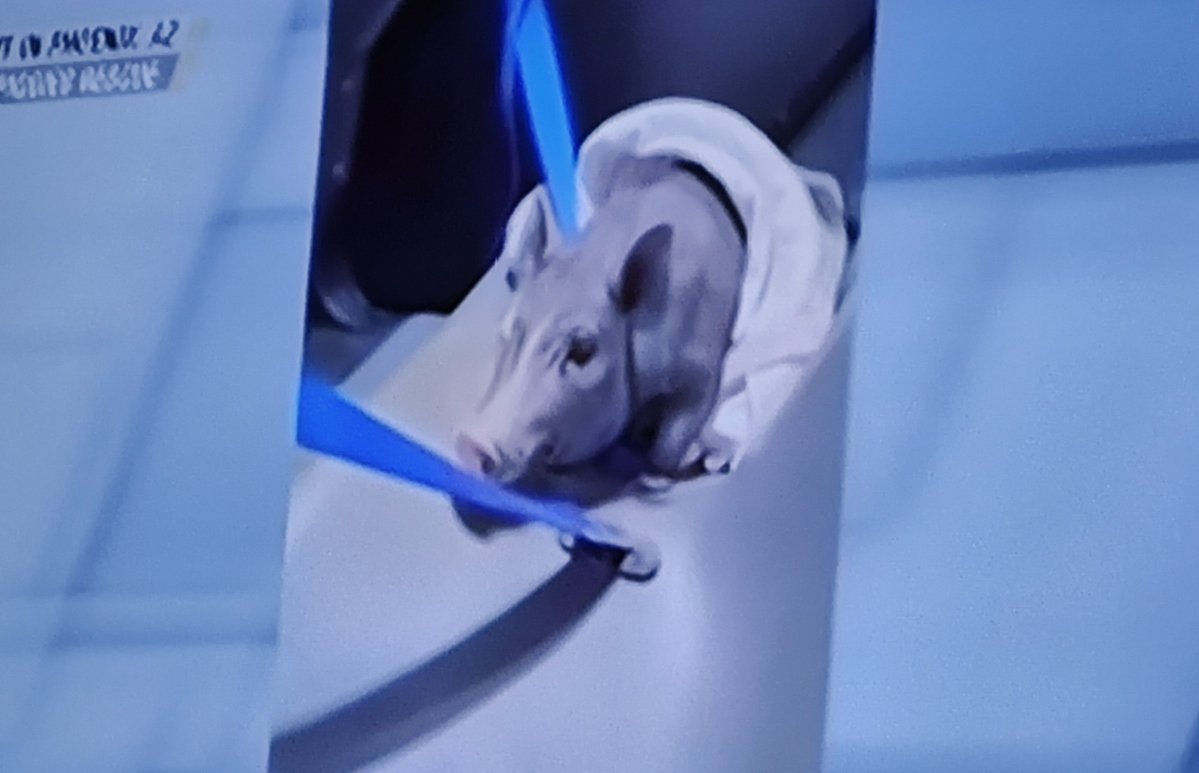 k_guarez's tweet photo. #OnPatrolFirstShift update on the pig caught in Tempe, AZ last night: She was picked up by Better Piggy Rescue. They have named her Petunia, and are looking for her owners. If no one claims Petunia, she will be put up for adoption. #OPLive #OPNation #Reelz https://t.co/TgxPGGArvS