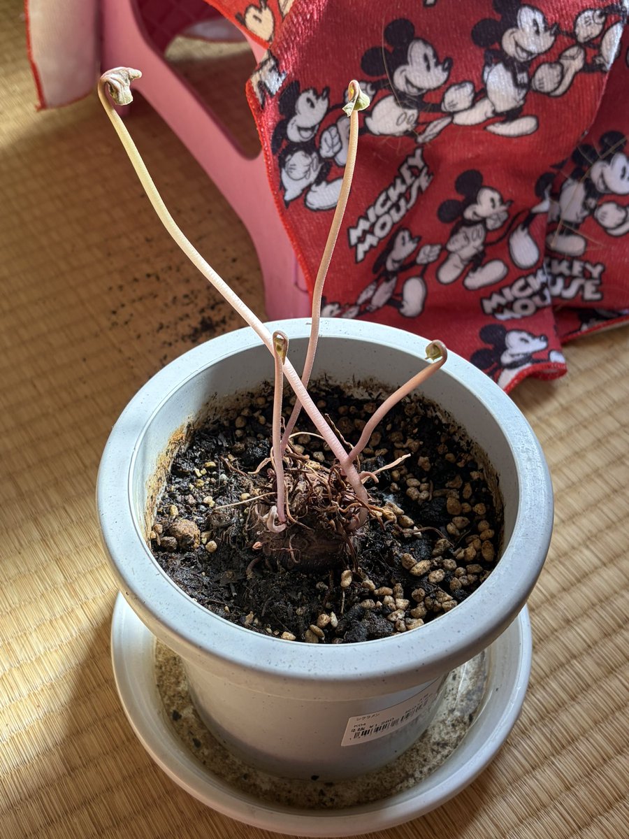 ururun0501's tweet photo. シクラメン　休眠はうまく行ったようなきがするけど鉢替えしなかったんだよなぁ

いま、この状態だけどまずいかな？徐々に生えてきてるけど。
水やり遅かったような気もするけど。

#花の写真
#シクラメン https://t.co/iFONzWOeYO