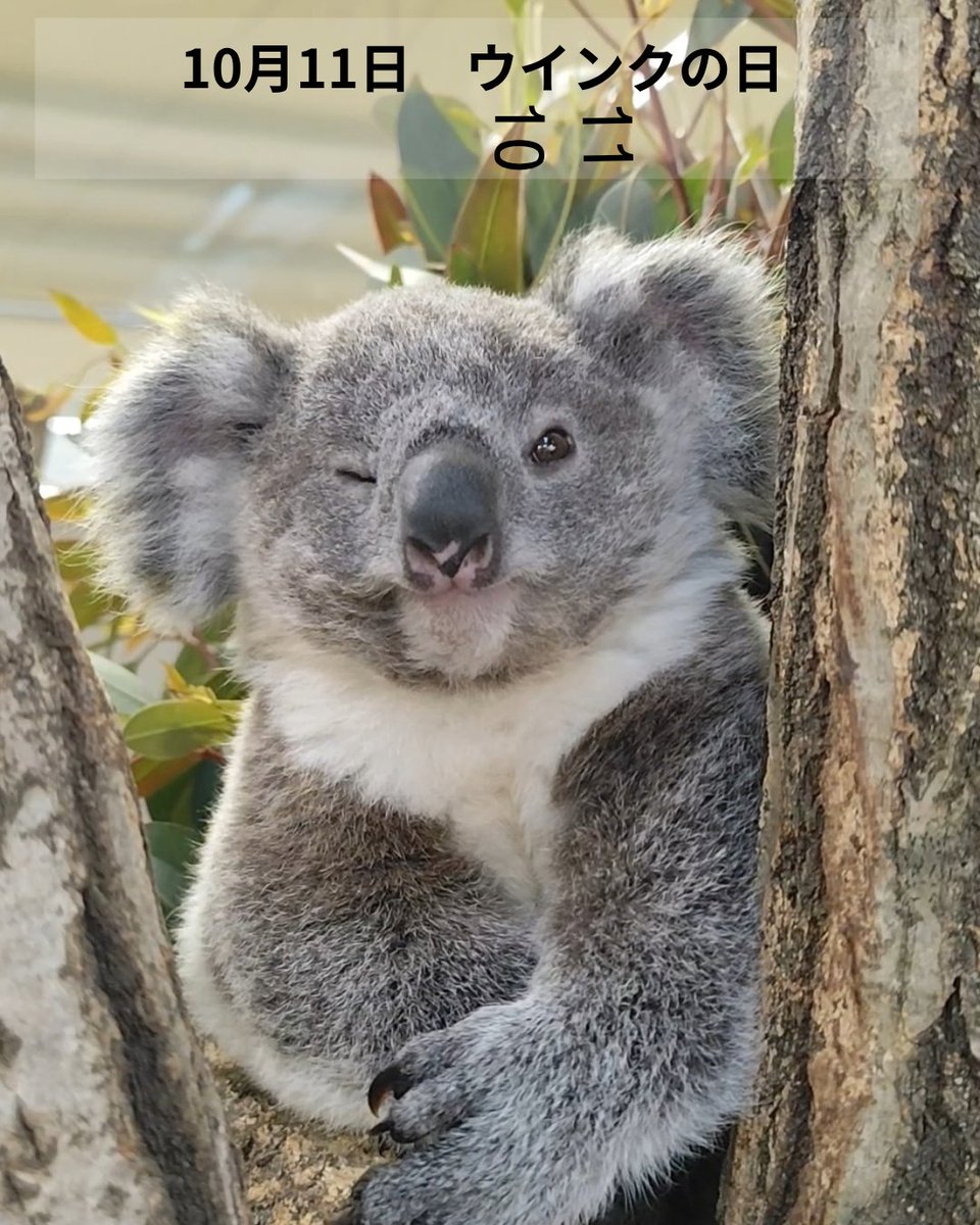 kanazawazoo317's tweet photo. 今日もいいお天気☀動物園日和ですね。
10月11日はウィンクの日だそうです。過去のものですがポポロのウィンク画像をどうぞ🐨キクタローは両目閉じちゃったのしか見つけられませんでした(;^_^A
本日も園内施設臨時休業や使用中止などあります。ご迷惑をおかけしますがよろしくお願いいたします。 https://t.co/ufilIdH7nl