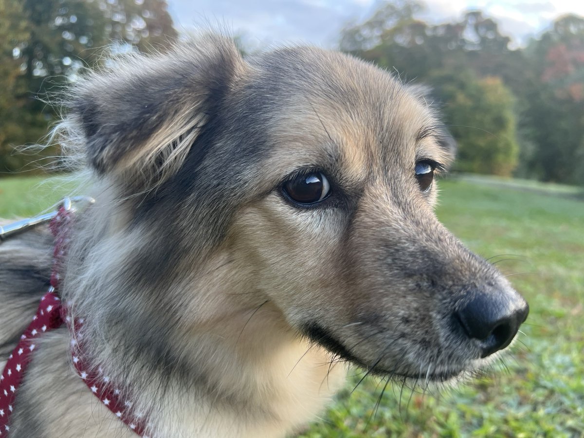 majorinko's tweet photo. 朝んぽ🐶
朝の空が綺麗だった✨ https://t.co/FqLYchGJbJ