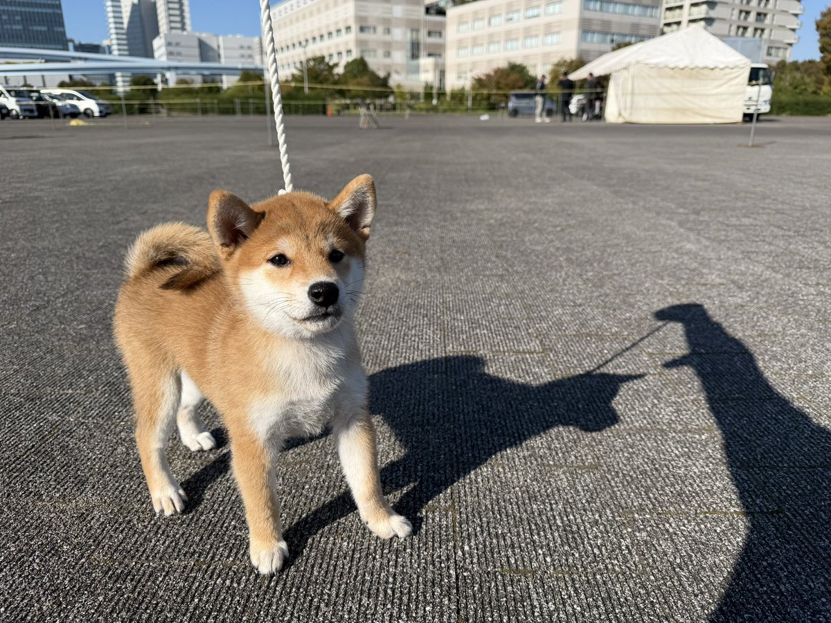 musashishoyo's tweet photo. 日本犬保存会東京支部展覧会
葉栗が幼稚犬で出陳します🐶 https://t.co/w8xP7IPQTJ