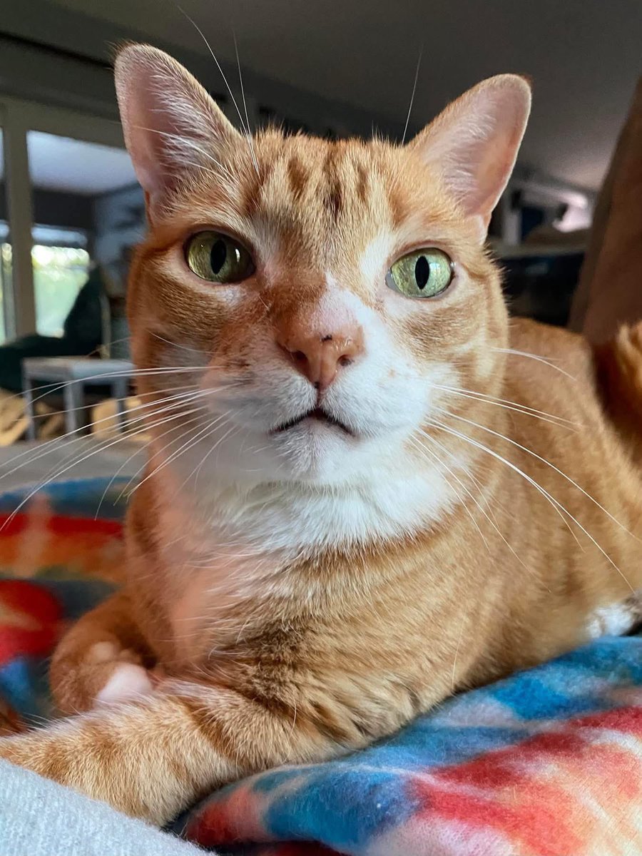 ColeTheBlackCat's tweet photo. MARMALADE 🌈🐾

7/1/2013 - 10/10/2026

At 7:12pm Cole came and guided Marm over the rainbow bridge with him. Thankfully, he was at home being cuddled with us both as he transitioned.

We are in shock still and will update more later…

Hug your furkids extra from us today 🖤🧡 https://t.co/5ngtAGMNJe