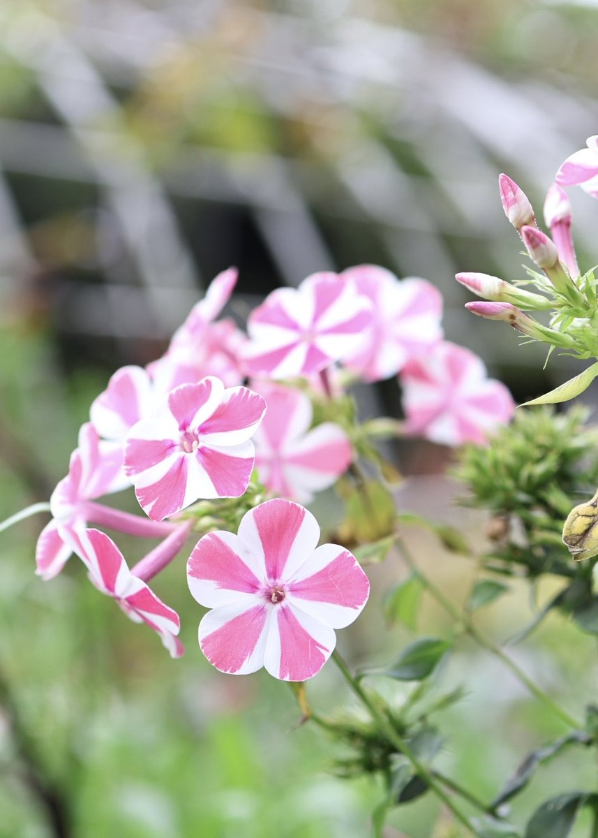 ne56chan1's tweet photo. おはようございます🌱
素敵な一日になりますように✨
#キリトリセカイ
#TLを花でいっぱいにしよう 
#写真好きの人と繋がりたい https://t.co/ndnN2jrzM7