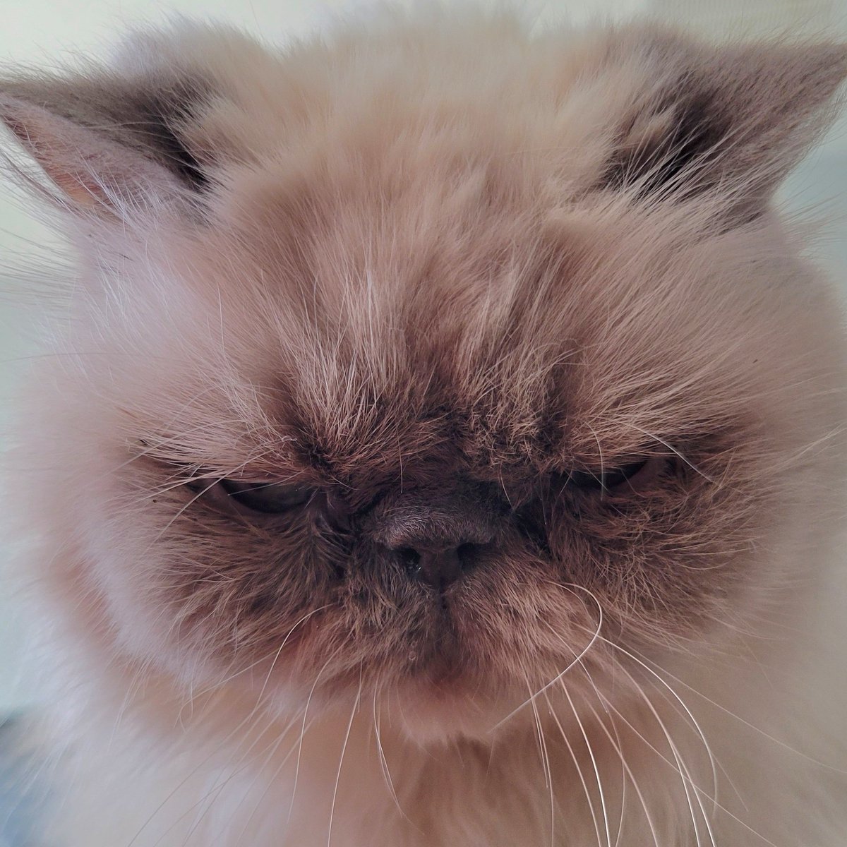 t_jh2009's tweet photo. Happy 2nd #Caturday of #Catober from #Shemp. ๐ธ #CatsOfTwitter #CatsOfX https://t.co/ms9p8bSSmJ