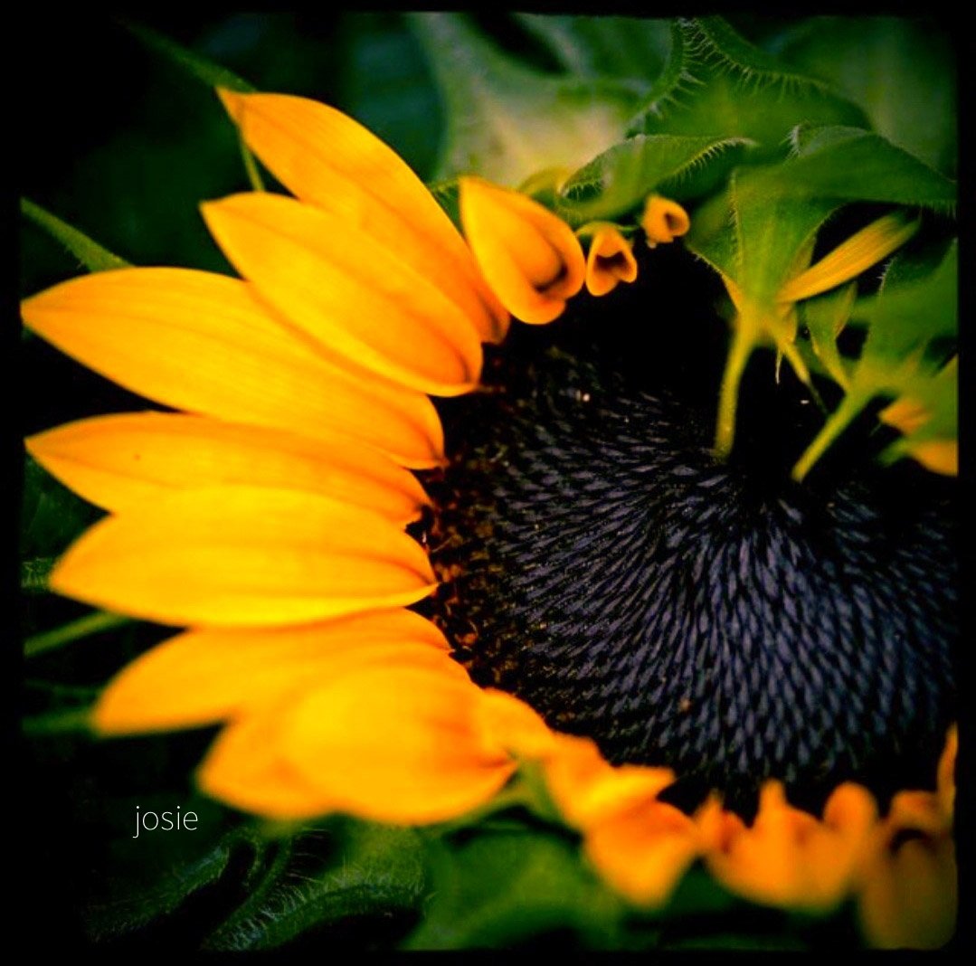 josephiensierag's tweet photo. Het is volbracht 🧡✨️
Afgelopen maandag is mijn vriendin overleden. Gisteren hebben wij voorgoed afscheid van haar genomen. We zijn een lange weg gegaan vol hoop en wanhoop, lichtpuntjes en verlies.
Het is goed zo 🌻🙏🏻🕯🫶🏻 https://t.co/Vfrr6yRMJN