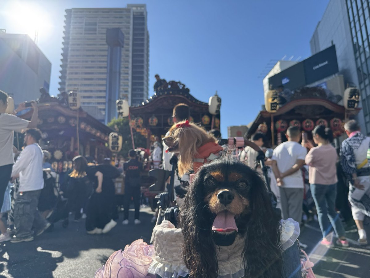 marienyan89's tweet photo. 初めての所沢祭りに来たよ🐶🐶✨ https://t.co/MbgrgNASLl