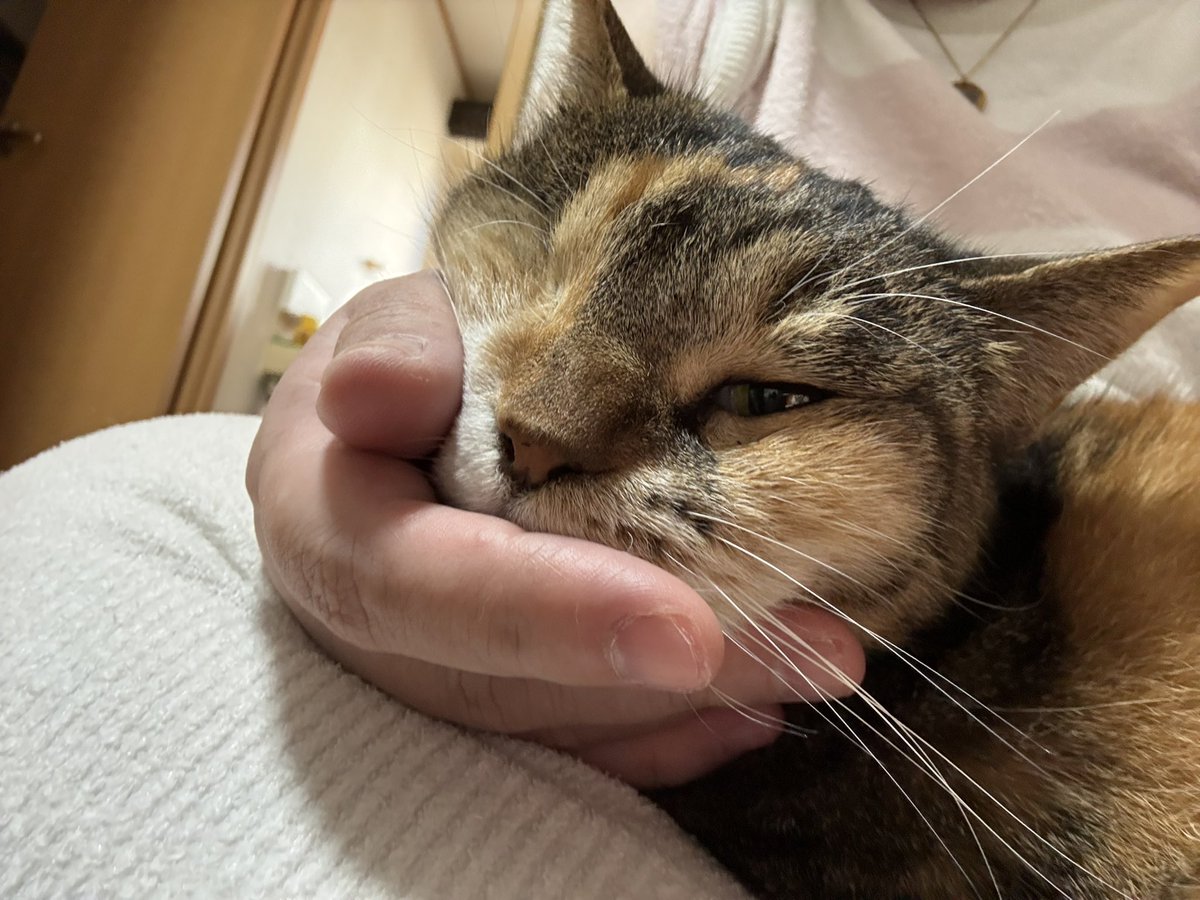 nyannyanyuko's tweet photo. むふー。でしゅ。 https://t.co/unY5uny08P