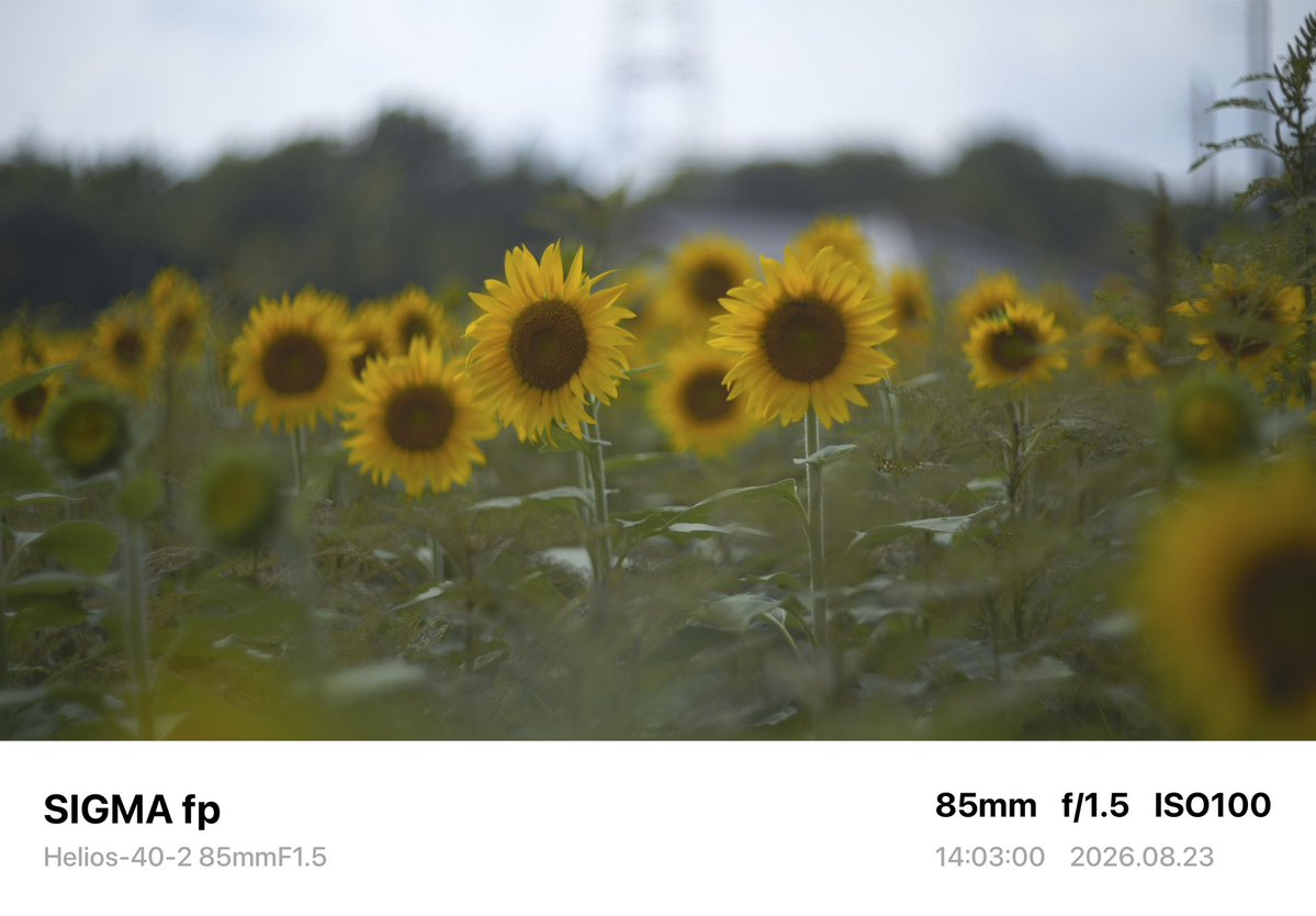 suga_photo12's tweet photo. 暑いので短時間勝負のひまわり。

Camera→SIGMA fp
Lens→Helios-40-2 85mmF1.5

#sigma #sigmafp #helios40 #photography #japan  #オールドレンズ #oldlens https://t.co/oenCudXyd6