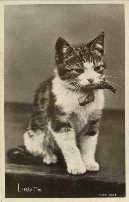 smallcutekitten's tweet photo. Little Tim (1931) https://t.co/1FE32YxP1Z