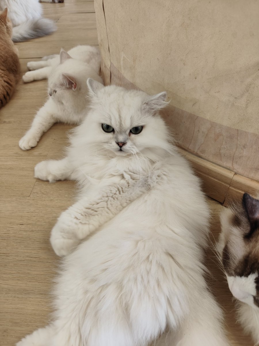 Tomcatwenzhou's tweet photo. https://t.co/jlCg5W0M32