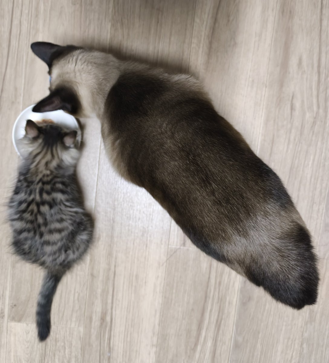 umimiu_is's tweet photo. そういえば見てこれ……
随分大きくなりましたわね……
2等身から猫らしくなってきてる
 #猫のいる暮らし
 #たぬシャム
 #キジトラ https://t.co/8Yz8bhnyRP