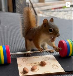 Forjink's tweet photo. This MIGHT be the next cute viral animal to go crazy...

Its a squirrel named rex where its owner is running experiments on him, it's got MULTIPLE videos above 5m views and even @markrober has interacted with him

https://t.co/sKXcmxRfcY he was trying to make him do lat pulldowns by baiting him with almonds.

https://t.co/4EoNQEelbS he also gave him mini kettlebells to make him jacked.