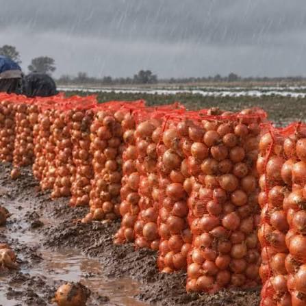 Argenpapa's tweet photo. 🇧🇷🧅 Cerrado: las lluvias dificultaron la cosecha, redujeron la oferta y provocaron aumentos de hasta el 52,5% en el precio de la cebolla.

🔗 https://t.co/5MBe4O1BWm

#Cebolla #Brasil #Argenpapa https://t.co/EvX8biMdZV