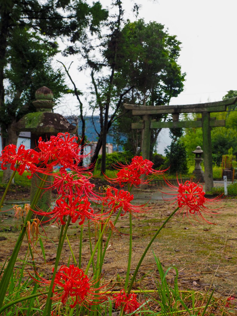 hobbycafe49kt7's tweet photo. 〜古の歴史な雰囲気の中で咲き誇る���岸花〜

OLYMPUS E-M1
OLYMPUS M.12-40mm F2.8 PRO
#若宮八幡宮 https://t.co/DHhXj6dWyS