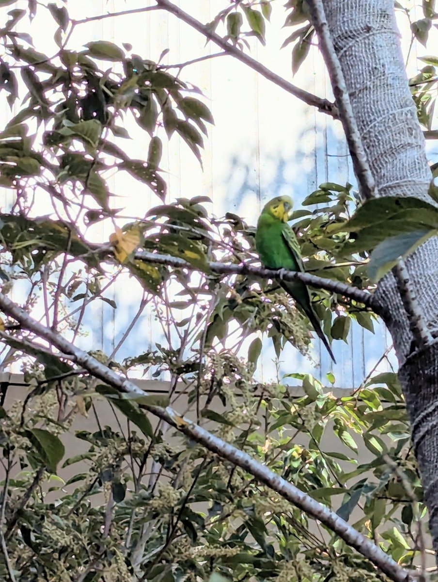 mizinnko_a's tweet photo. 埼玉SKIPシティにてセキセイインコを見かけました
呼び鳴きに反応有り
現状怪我は無さそうですが雑草を食んでいたので恐らくお腹は空かせていそうです
#迷い鳥 https://t.co/yWgtNrabgw