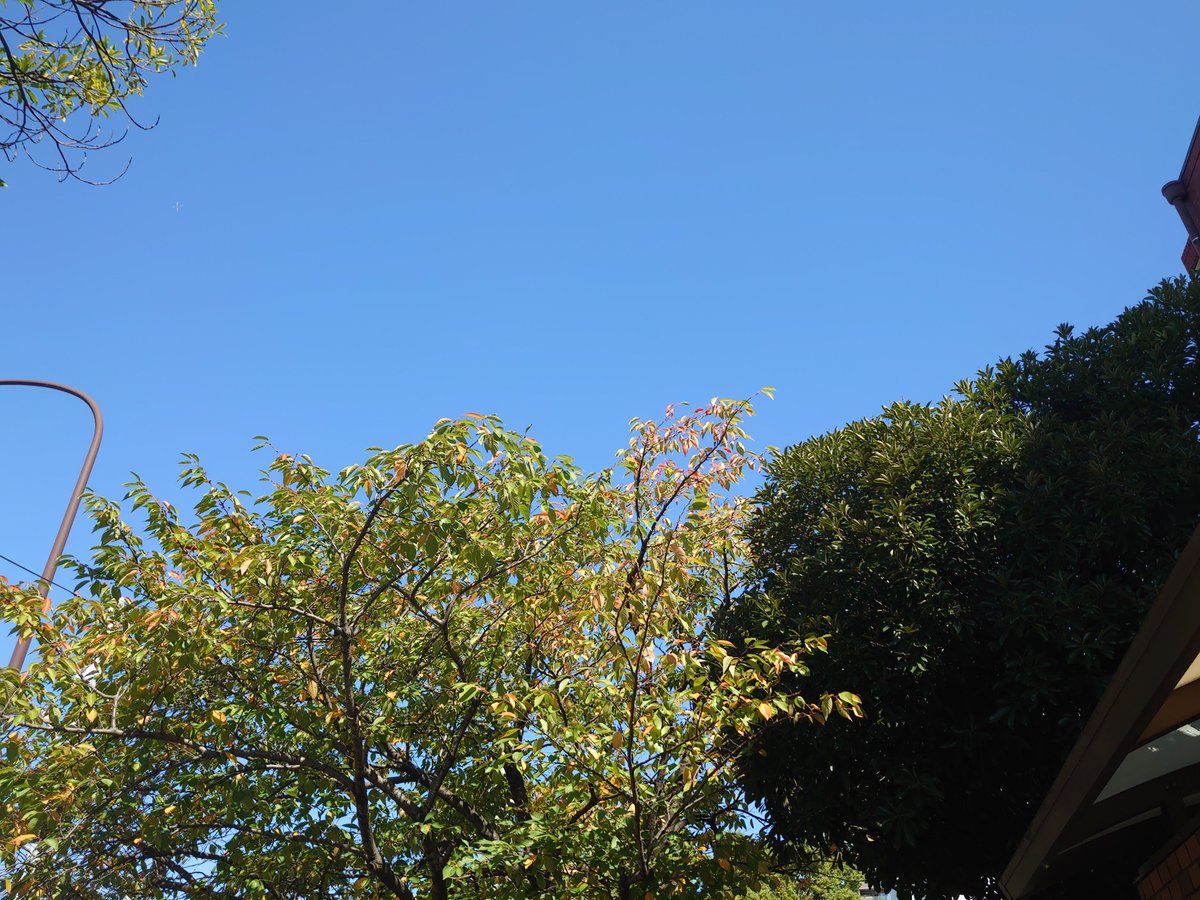 naosugar1013's tweet photo. 気がつけば、葉っぱも色づいて秋だね🍁
いい天気☀
映画びよりだね♪ https://t.co/5TLAaXomuy