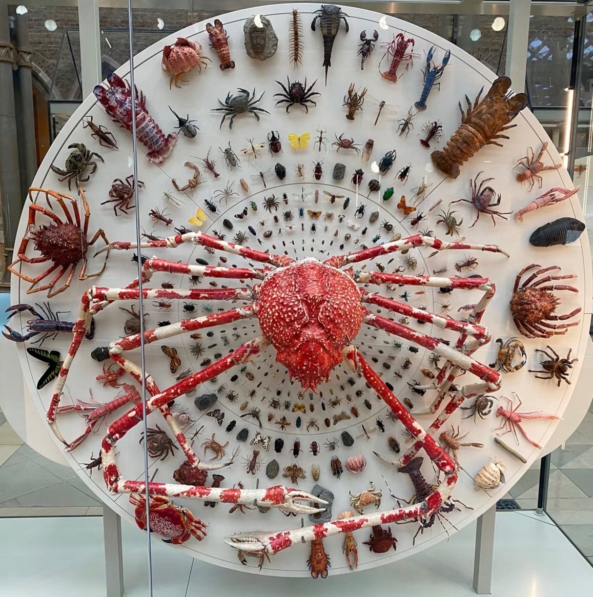 Brennan_Martens's tweet photo. Oxford University Museum wheel of Arthropods https://t.co/oh5pvYdbkw