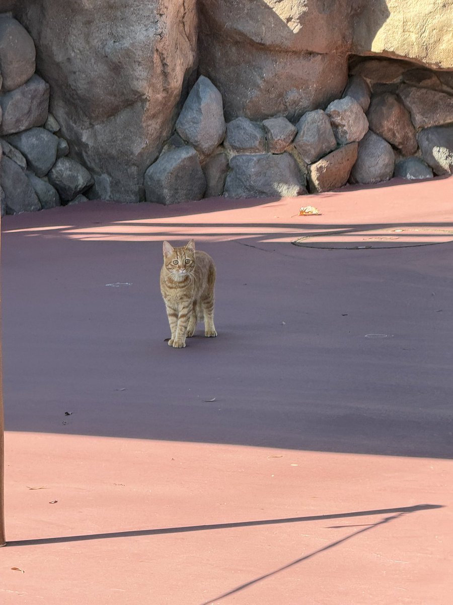 zuumin_disney's tweet photo. 本日最初のグリは、、、

ネコちゃん！！！🐈 https://t.co/eujWgK7gWh