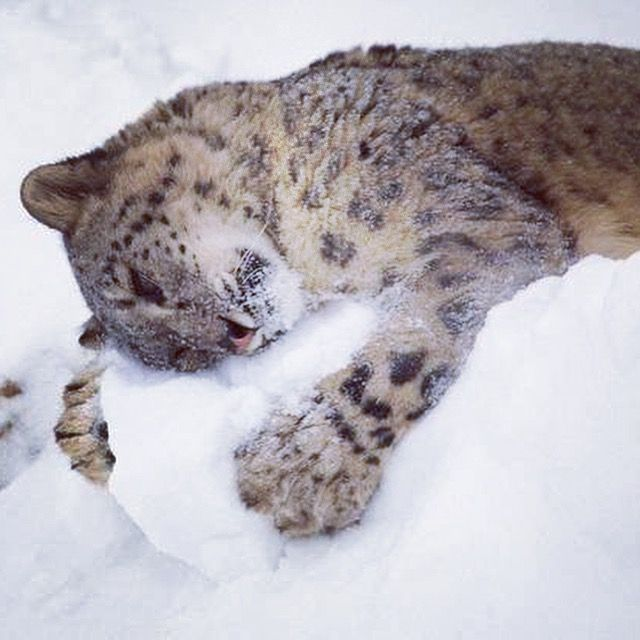 Runisneppyyy's tweet photo. i love snow :) https://t.co/c4EL928yLo