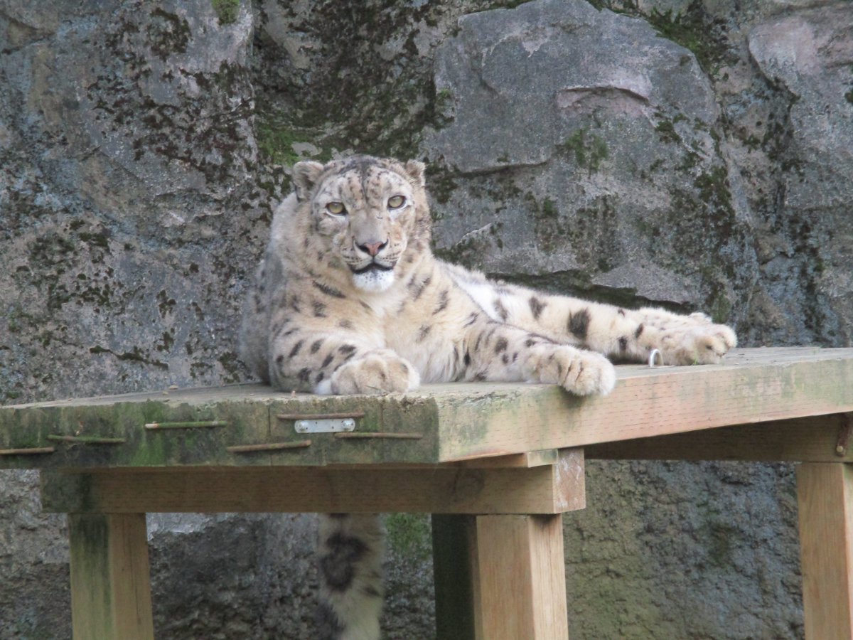 TamaZooPark's tweet photo. 本日は #世界ユキヒョウの日　です。ユキヒョウは絶滅危惧種です。毛皮を狙われたり、家畜を襲う害獣として駆除されたり、気候変動によって生息環境が変化することなどにより生息数が減っています。
ユキヒョウの保全のためにどんなことができるか、一緒に考えてみましょう。

#つなぐユキヒョウ https://t.co/PC33Ss2U4R