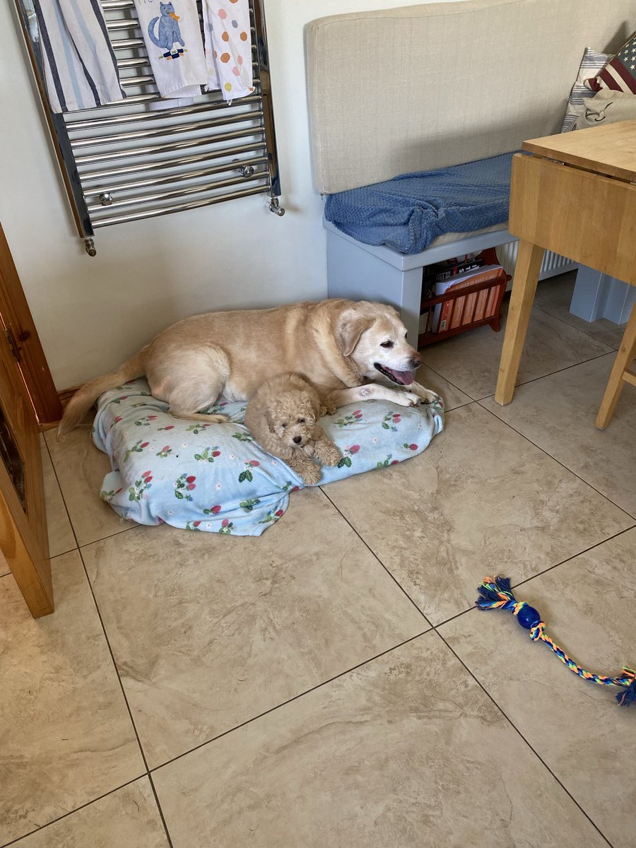 staceytease's tweet photo. @saniyafatma1278 Just had to put this old boy ( the bigger dog with white face) down. He was 13. He used to retrieve his tennis ball until he dropped, he was a good boy. It’s the hardest part of loving your pets. https://t.co/ihcrkDFF8f