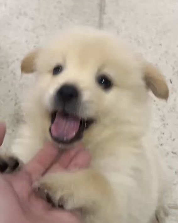 sanghteon's tweet photo. the puppiest puppy ever 🥹 https://t.co/da2FtZ3sYg