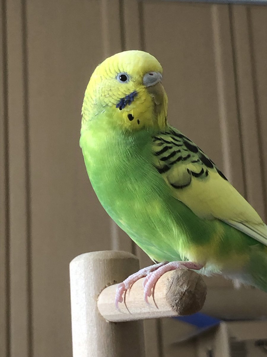 587copen5's tweet photo. #インコ
今日の「ちーちゃん」
最近は近く寄っても逃げなくなり、本気噛みが減りました https://t.co/Remrobi3AP