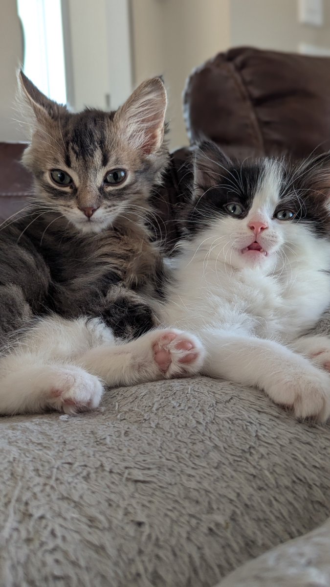 MekoSmithe's tweet photo. Please welcome Watts.
This foster is now part of our family. W e are officially crazy cats people.
He is 3 months old, small, vocal and from Saskatchewan.
So he has a heart of gold and is crazy. 
Skunk is 8 weeks old., same size as Watts. We couldn't let him go. https://t.co/w4ojTnc9bh