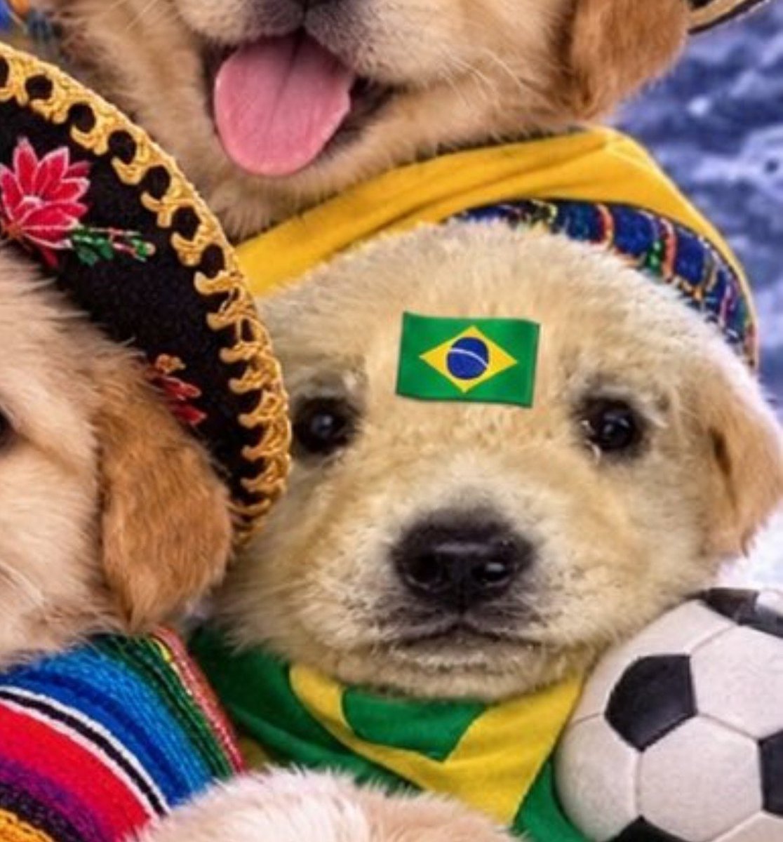 Gabissenha's tweet photo. O cachorro brasileiro pensando em como matar seus políticos https://t.co/3DED0oxAWW