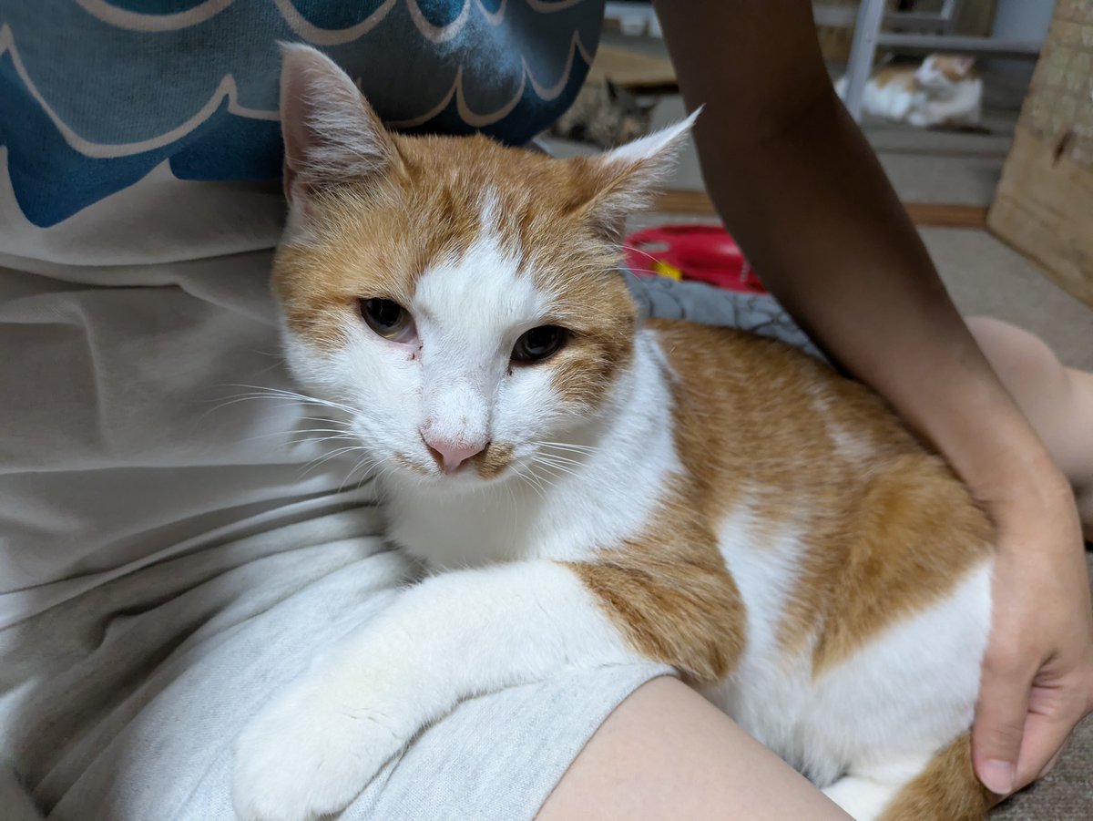 smile_engawa's tweet photo. えんがわcafe『秋』営業中です😺🍁🌰三連休中日、今日も良いお天気です☀
お店の前の海の駐車場はキャンプと釣りを楽しむお客さんで満車です⛺️
のんびり海を眺めたり本を読んだりBBQしたりラジバンダリ…w
素敵な時間ですね☕
本日も楽しくお過ごしください😺🤗🩷

鯛を捕まえたひなと甘えるみたらし💕 https://t.co/nIuOGjc8nz