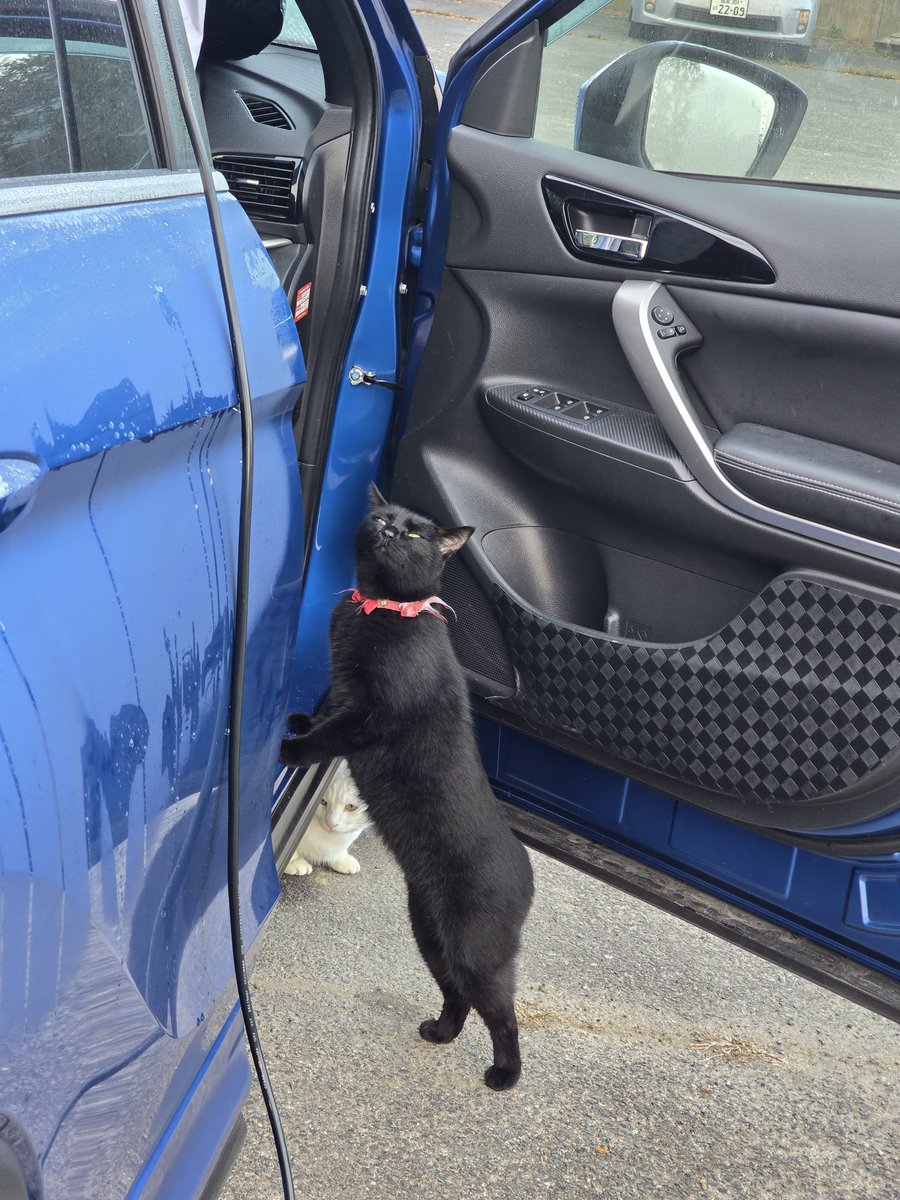 hamanakaouji's tweet photo. ねこがいるぞ、と見に来るねこと、
コミュ障過ぎて威嚇音出す以外なにも出来ないねこ https://t.co/WhBARoQCJd