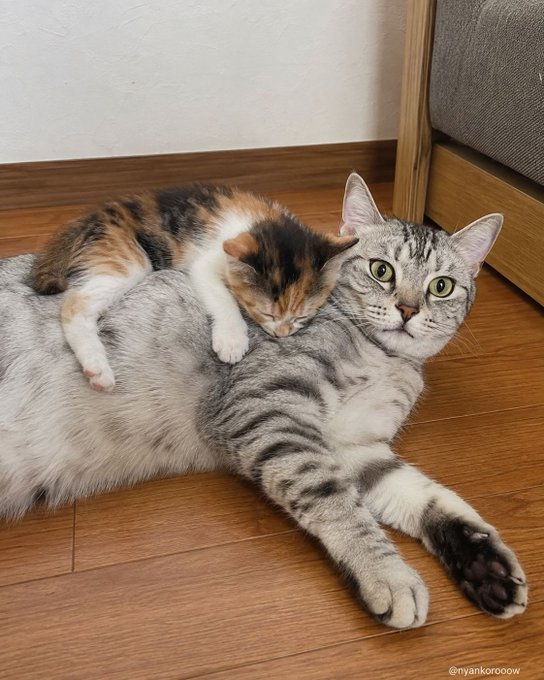 takem1ho's tweet photo. 大きな猫の背中で眠る子猫。穏やかなこの瞬間に心が癒される🐱 https://t.co/xePyuy3tlU