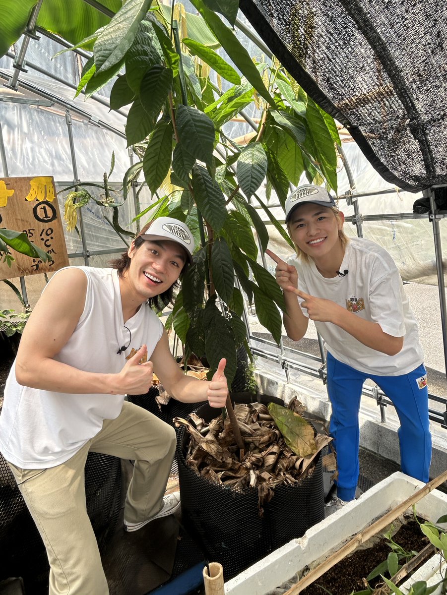 tetsuwan_DASH's tweet photo. ／
今夜7時 #鉄腕DASH 💪
＼

⋱DASHオフショット📸⋰

南国班長・松田＆篠塚コンビ🏝️

奇跡のカカオを暑さから守れ！🫡🌱
2人で力を合わせて奮闘します🔥

〖 新宿DASH🍫 〗
#松田元太(Travis Japan) 
#篠塚大輝(timelesz) https://t.co/qbTAdSUafG