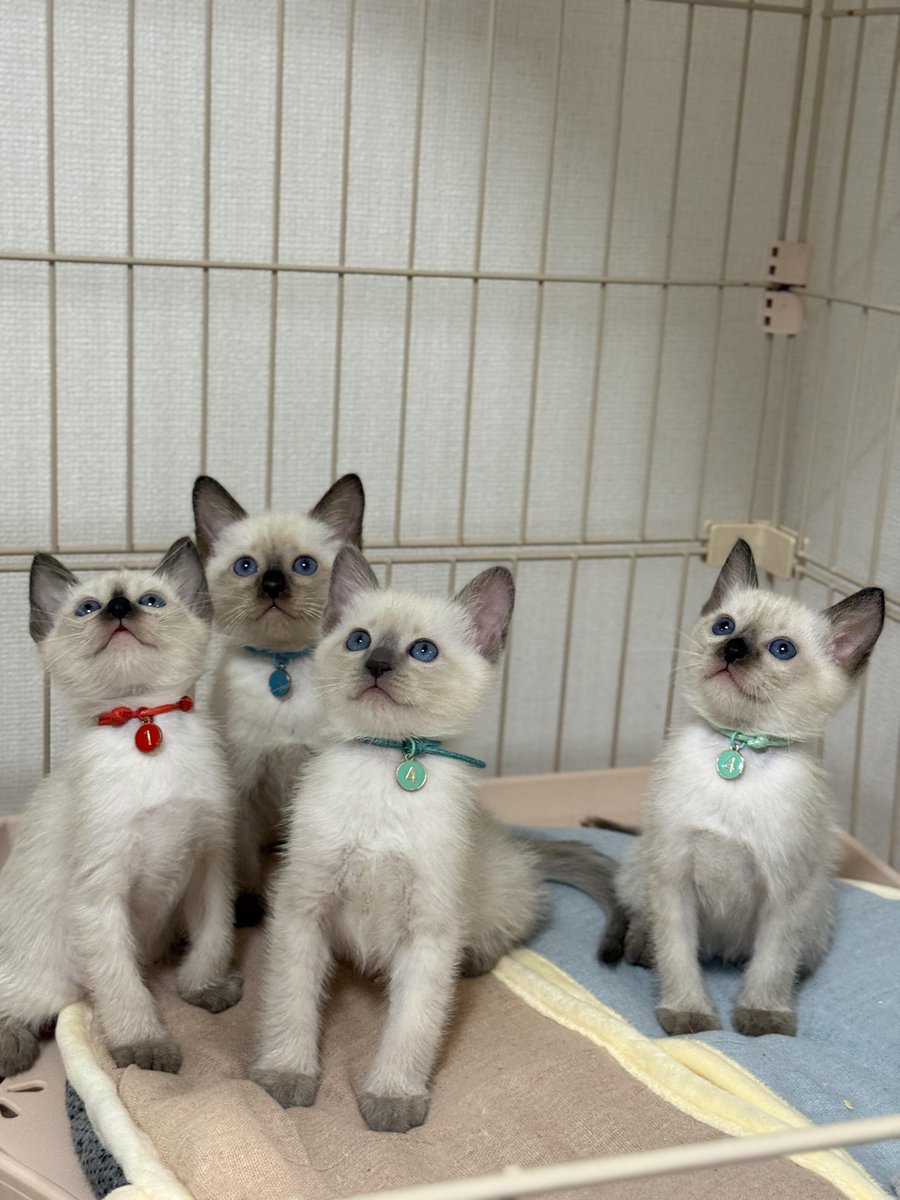 K_dragon_1217's tweet photo. 友達の家の子猫たちもすくすく大きくなってきて、今までの小さなお家ではもう窮屈になってきました🐱

あと半月ほどで、子猫たちの楽園がいよいよオープンします！✨

#シャム猫 #子猫 #猫の日常 #子猫の成長記録 #日本のキャッテリー #日本のシャム猫 #東京のシャム猫 https://t.co/FGBZYeu2eO
