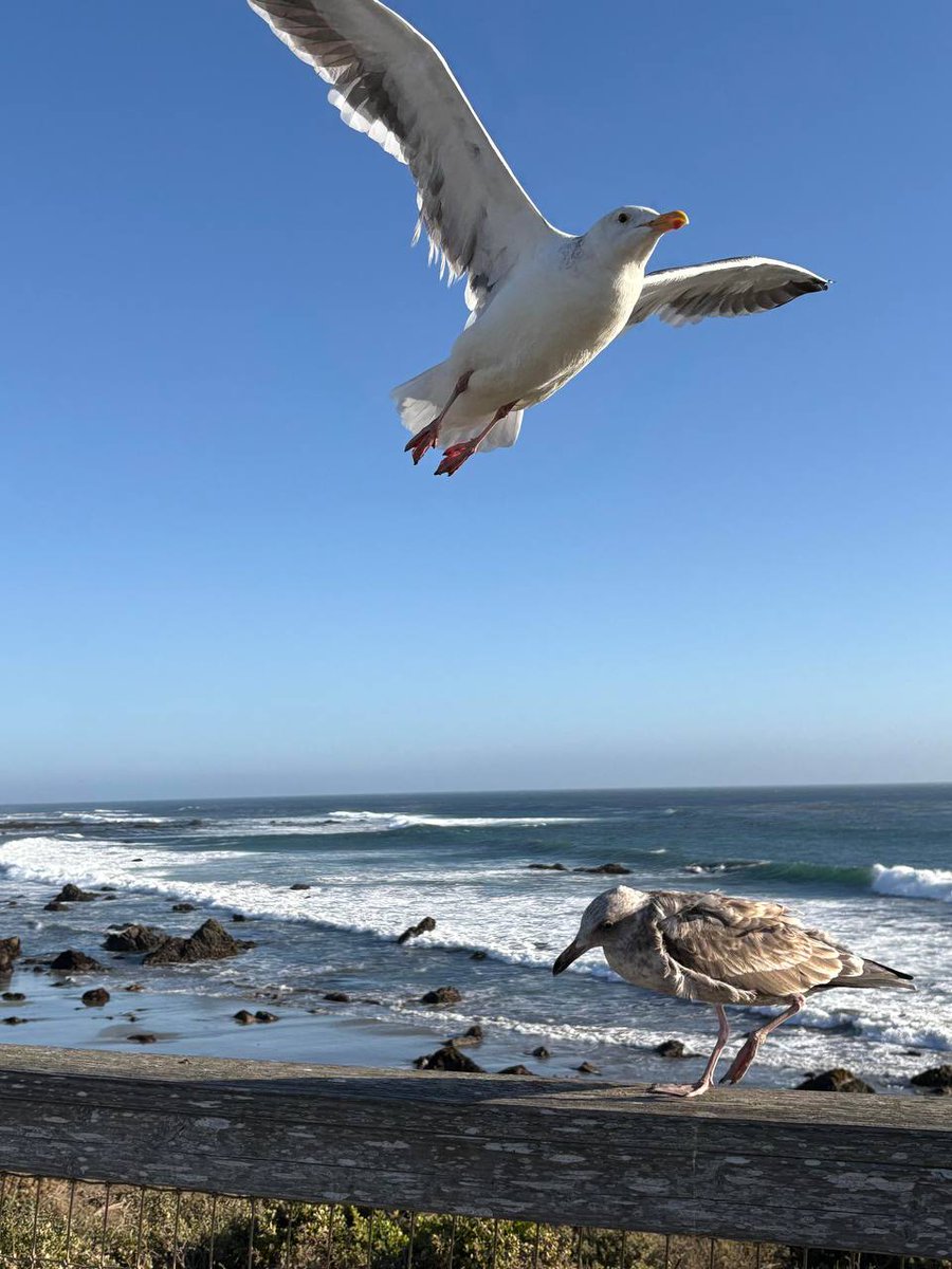 TLane0323's tweet photo. Maybe the greatest wisdom in life isnt always moving forward but knowing when to spread your wings and soar and when to stay still and simply be https://t.co/H4WFvRcbah