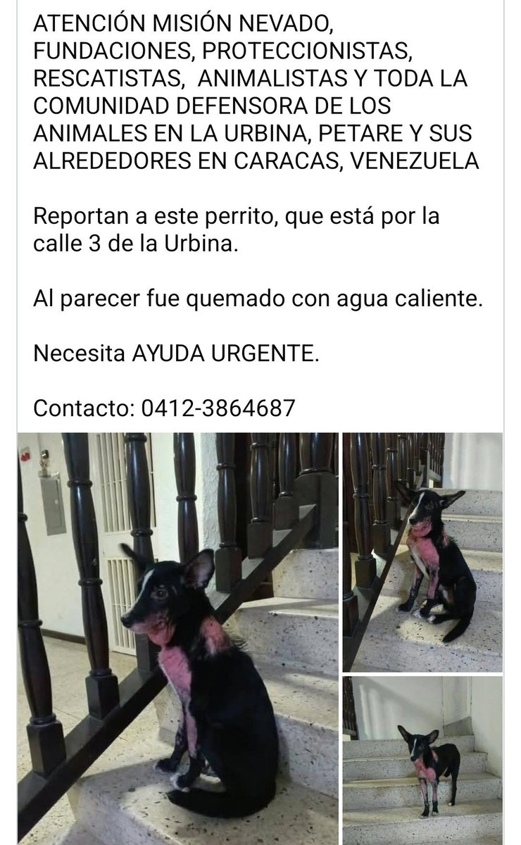 PerroUsuario's tweet photo. Apoyemos como podamos a este pequeño, sea con resguardo, traslado, medicamentos, atención... Lo importante es prestarle ayuda URGENTE https://t.co/ri6nllW8qZ