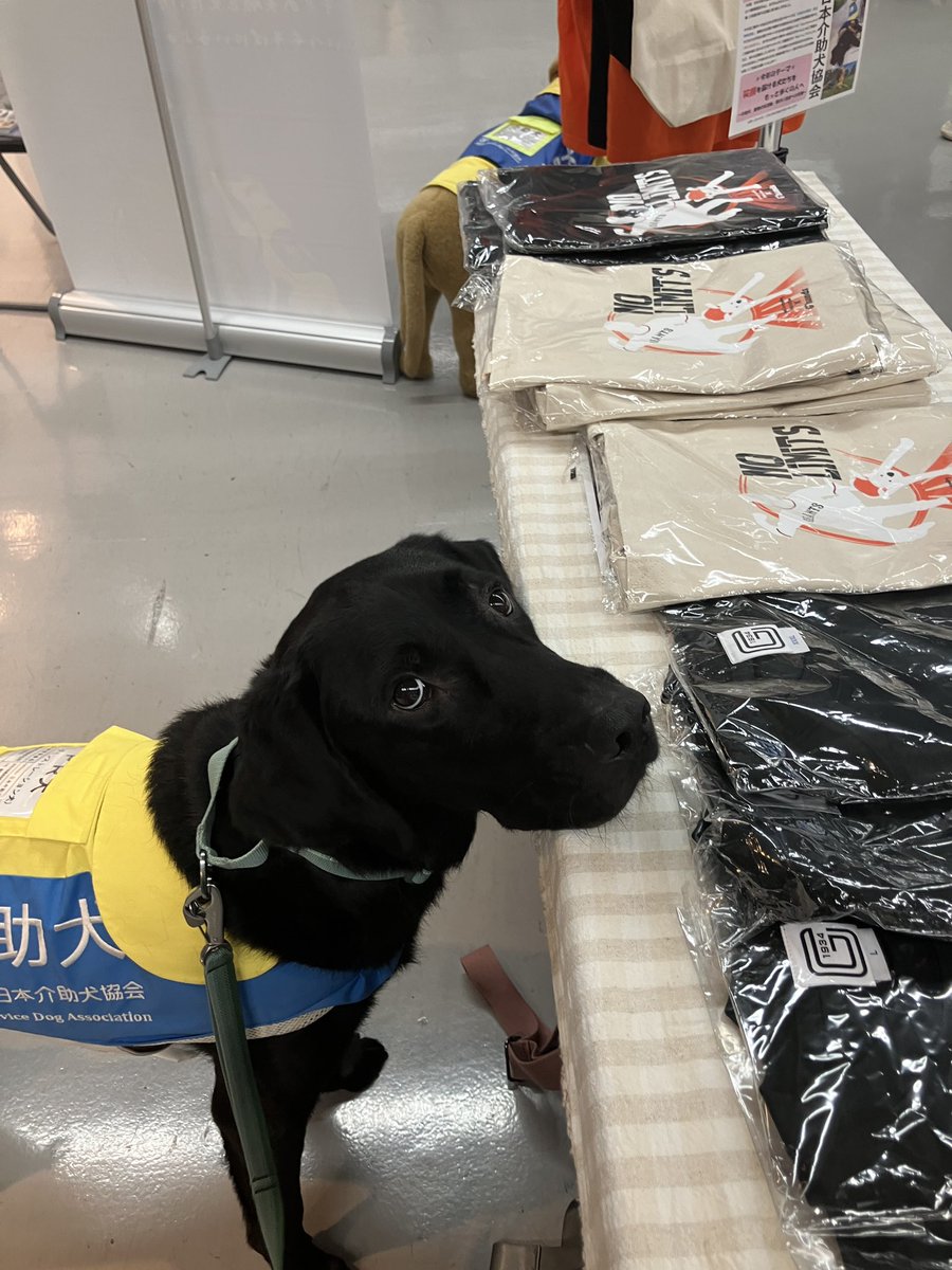 JSDA_ServiceDog's tweet photo. 10/11の #東京ドーム 出展はボク、ラキがきたよ🐶
ブース位置　一階コンコース三塁側

介助犬ブースでは #山﨑伊織投手 の直筆サイン等が当たる抽選会、スタジアムアンバサダーのるうなさんによるサイン会実施します✨
※参加に条件あり。

12時〜14時までの出展です！
皆さんボクに会いに来てね🐾 https://t.co/uthDTAtpGZ