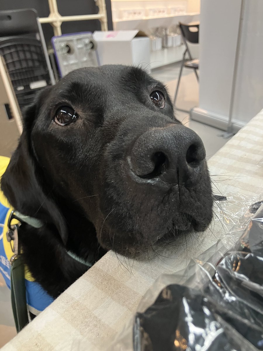 JSDA_ServiceDog's tweet photo. 10/11の #東京ドーム 出展はボク、ラキがきたよ🐶
ブース位置　一階コンコース三塁側

介助犬ブースでは #山﨑伊織投手 の直筆サイン等が当たる抽選会、スタジアムアンバサダーのるうなさんによるサイン会実施します✨
※参加に条件あり。

12時〜14時までの出展です！
皆さんボクに会いに来てね🐾 https://t.co/uthDTAtpGZ