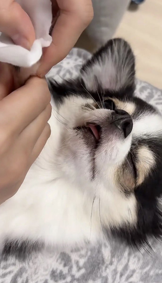 kawaii_nagaiki's tweet photo. 【今日のもちょ配信】
肉球ふきふきお掃除中に爆睡💤 https://t.co/TUPIT36VwF