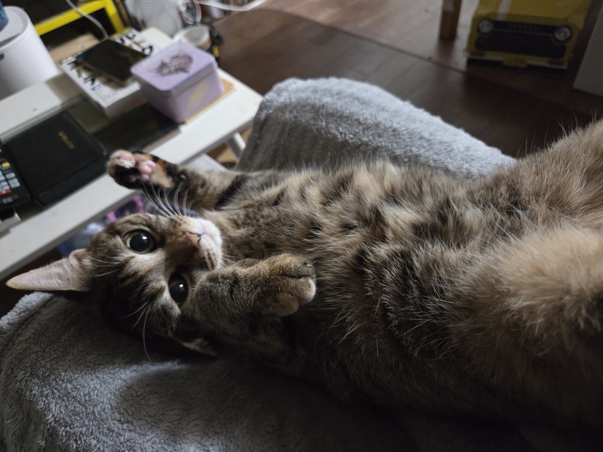 ichigono0706's tweet photo. スイちゃん。
膝で甘えアピール🤭
#猫のいる暮らし https://t.co/32UTc29D4v